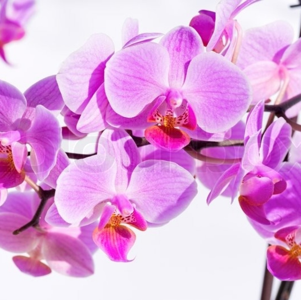 Meet your Posher, Vera